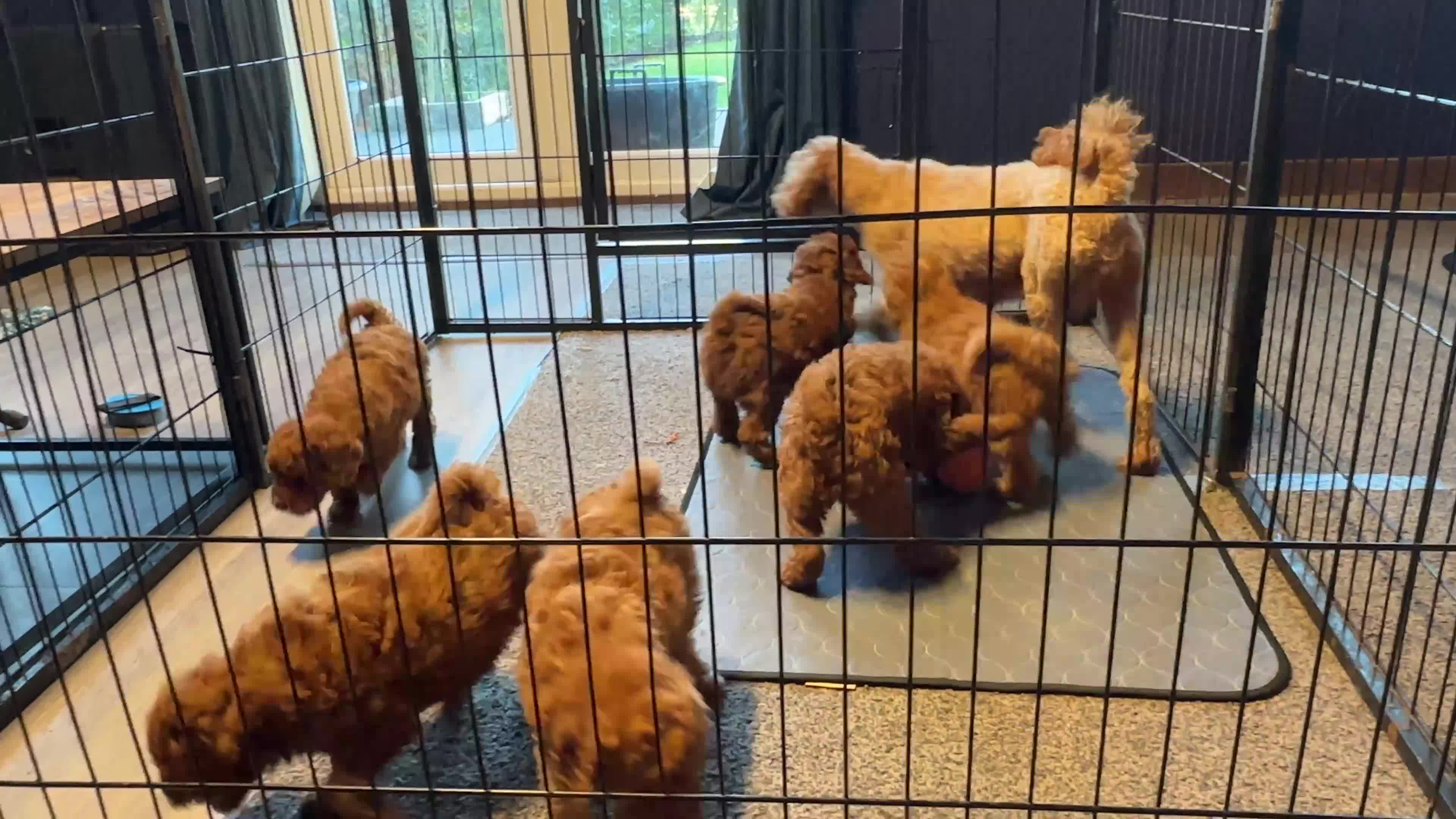 Miniature Poodle dogs for sale: Stunning Miniature Poodle Puppies - Health Tested - Video 1