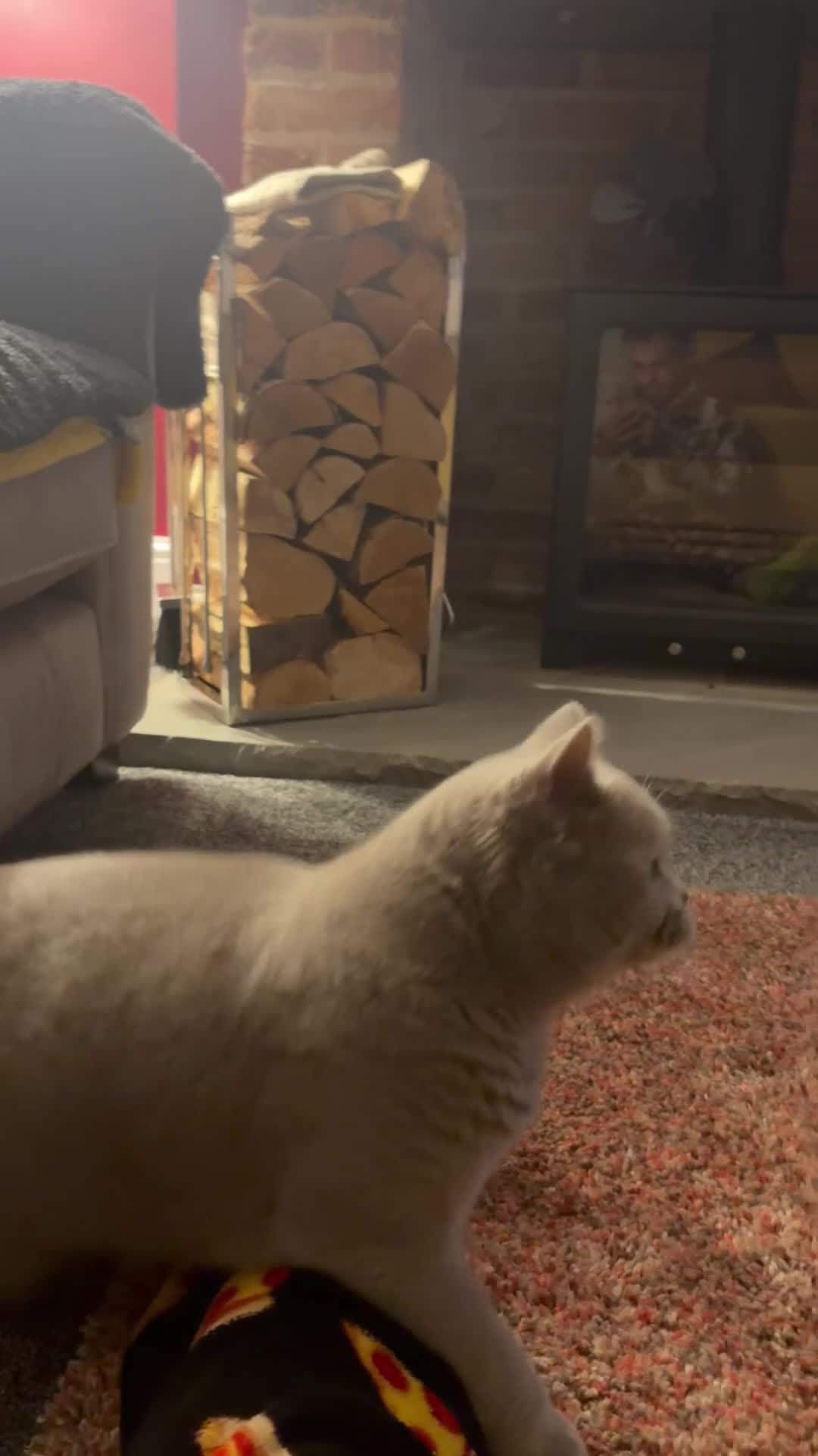 British Shorthair cats for sale: British blue short hair Stormi 🩶 in Accrington - Video 1