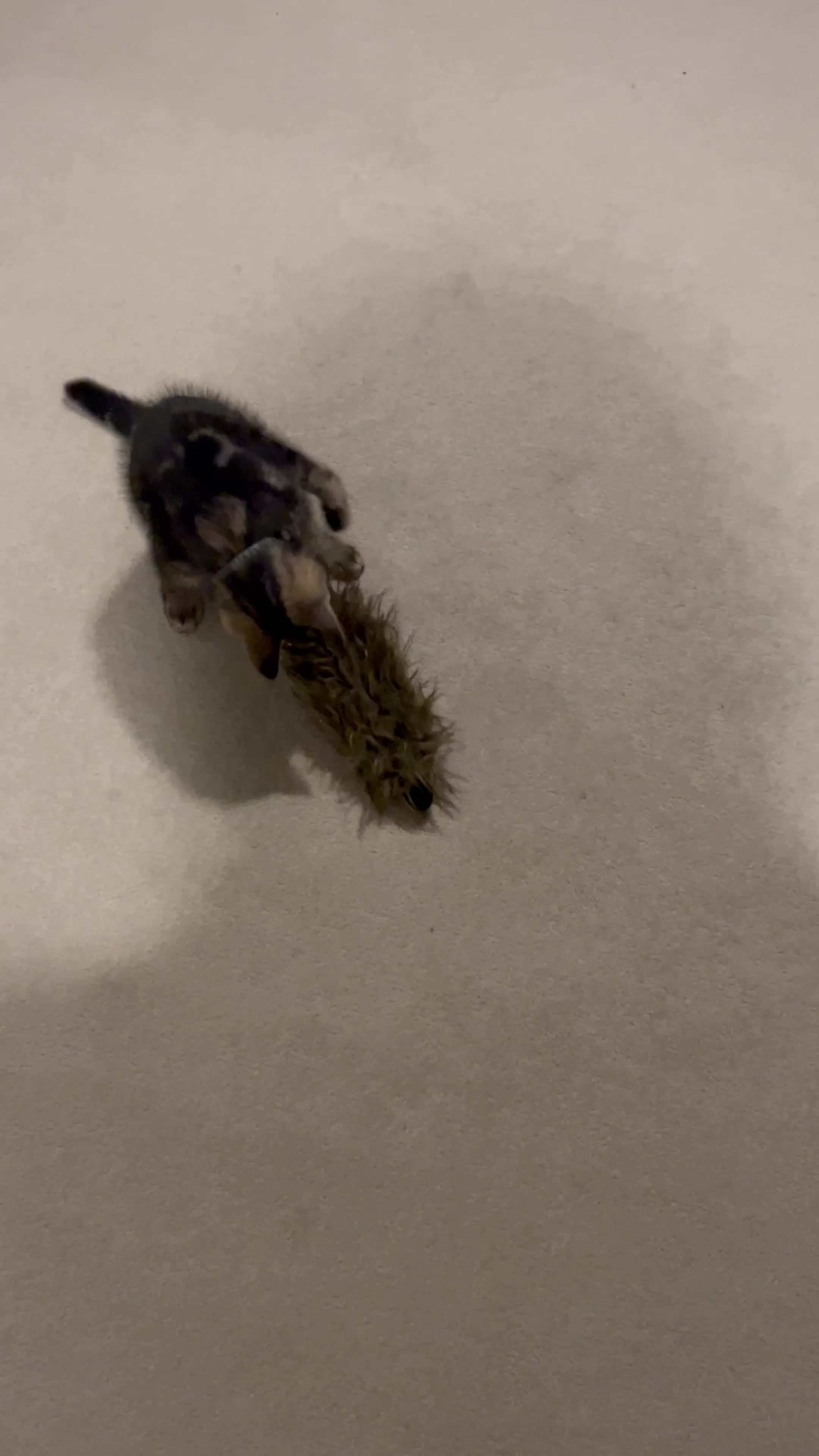 American Shorthair cats for sale: Amazing playful boy is looking for a loving family - Video 1