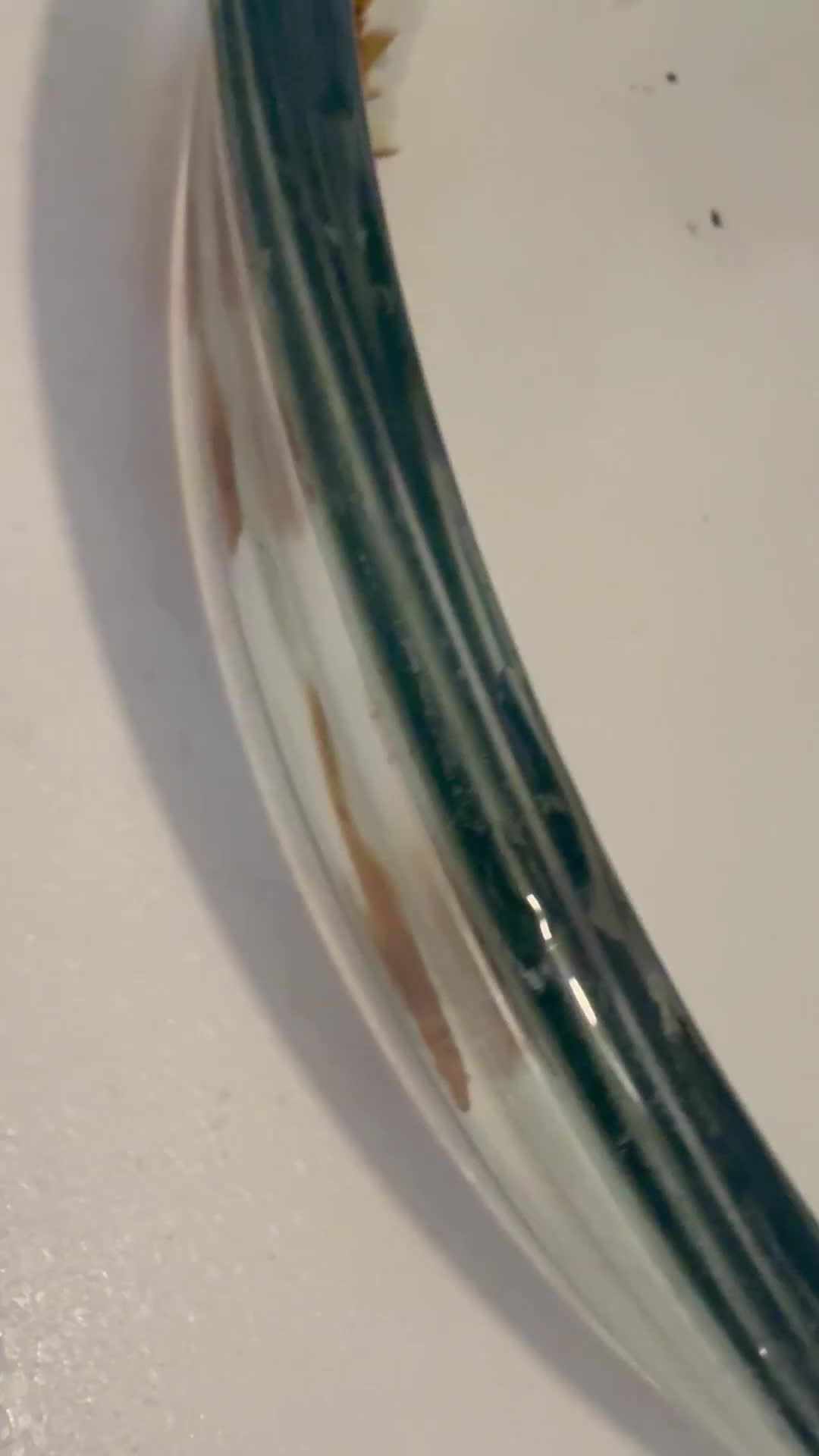 Plecos fish for sale: Super red Bristlenose Pleco longfin - Video 1