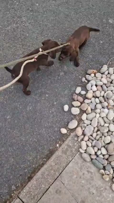 Mixed Breed dogs for sale: 1 male & 1 female cockerdale pups in Ludlow - Video 1