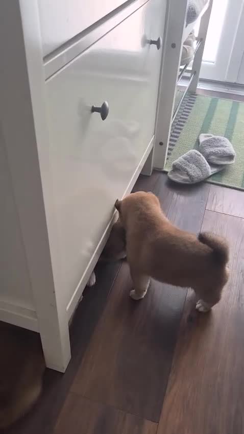 Japanese Shiba Inu dogs for sale: Last Lovely Shiba Inu Puppy, Ready for home now! - Video 5