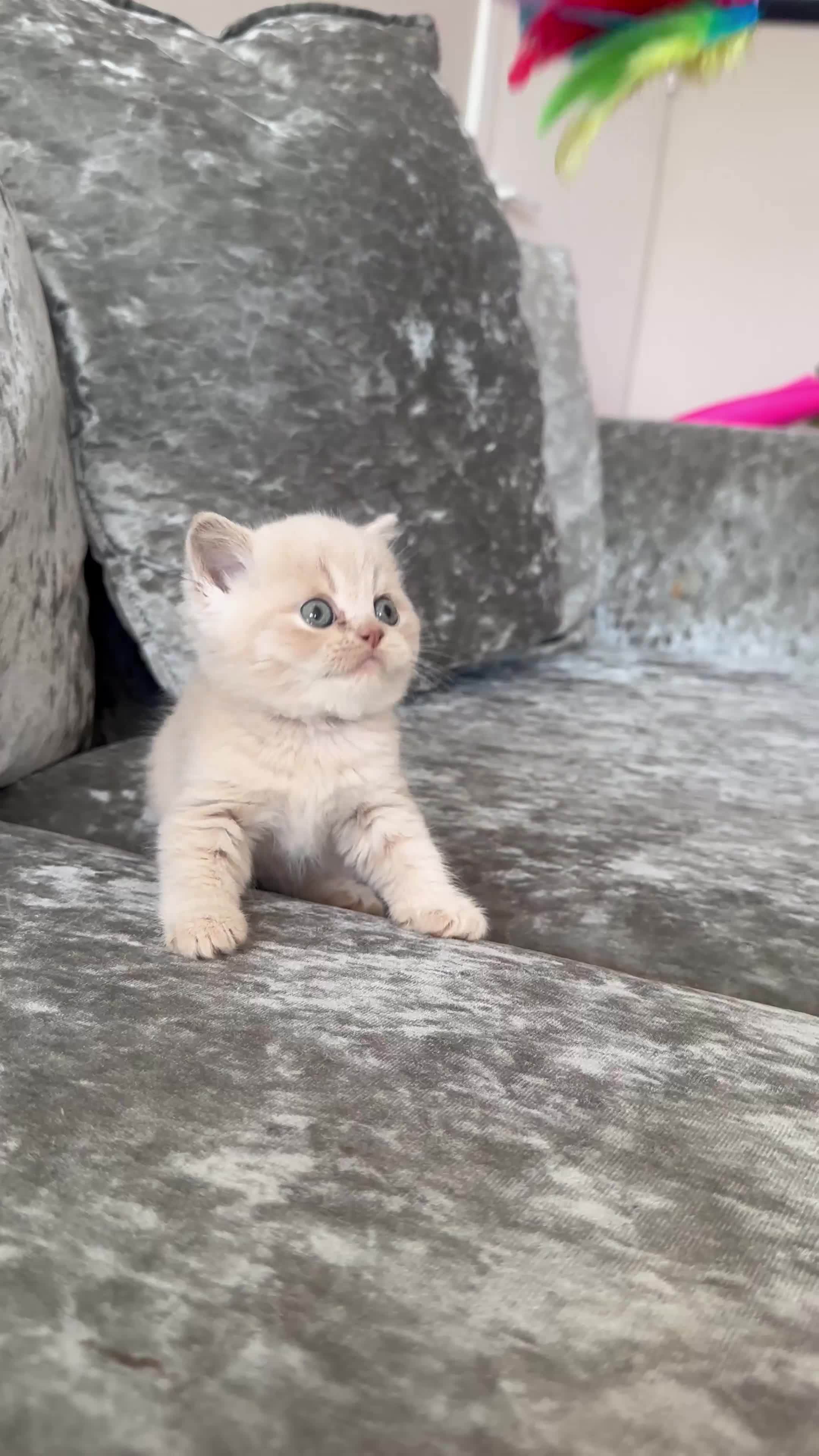 Scottish Fold cats for sale: 🦉Scottish Fold Last 1 Available TICA REG🦉 - Video 2