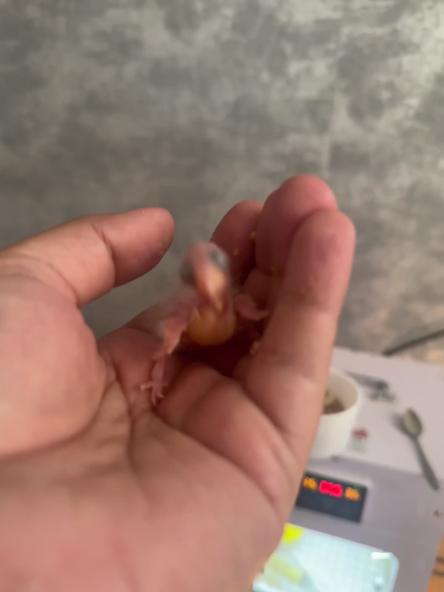 Conures birds for sale: Hand Reared Tame baby conures  - Video 2