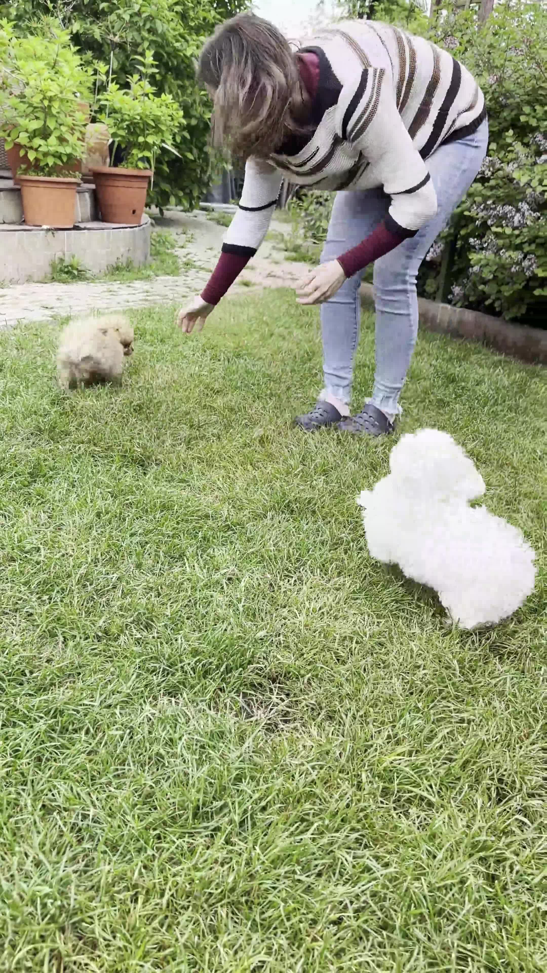 Maltese dogs for sale: Exclusive Mini Maltese - Only One Boy Left! in Ulverston - Video 2