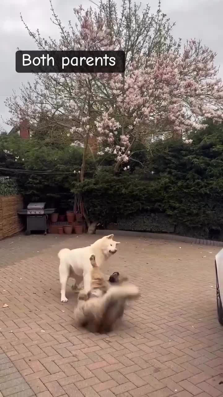 Mixed Breed dogs for sale: F1 Caucasian shepherd x American Akita - Video 3