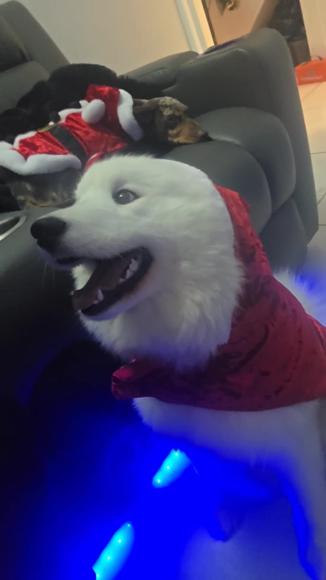 Samoyed dogs for sale: Samoyd  - Video 4
