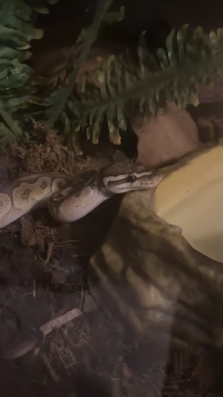 Python Snake reptiles for sale: female bamboo royal python in Hereford - Video 1