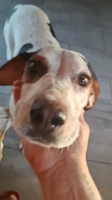 Mixed Breed dogs for adoption: Bonnie the perfect Nanny dog 2 yr old pointer X in Henlow - Video 4