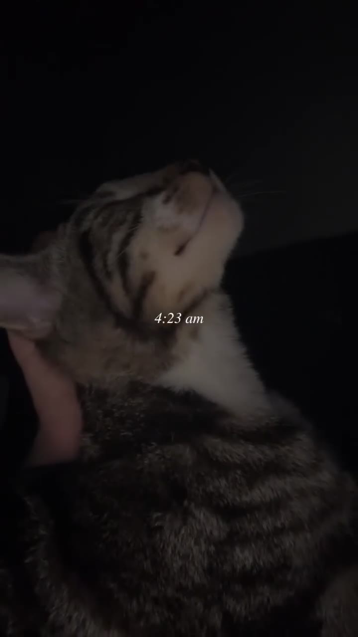 Mixed Breed cats for sale: Alvin✨ in Edgware - Video 1