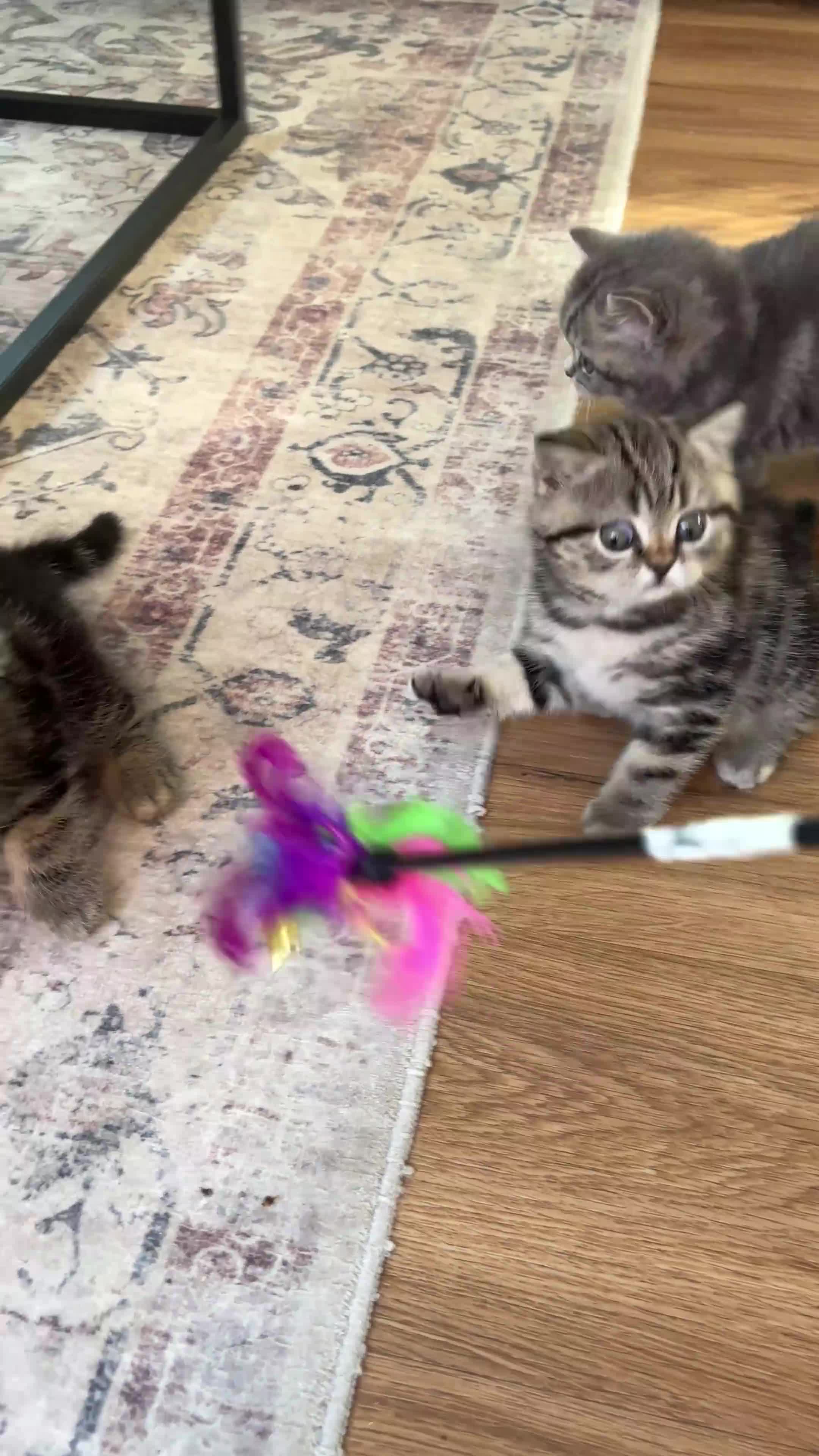 British Shorthair cats for sale: Sunning BSH kittens - ready for  **   - Video 2