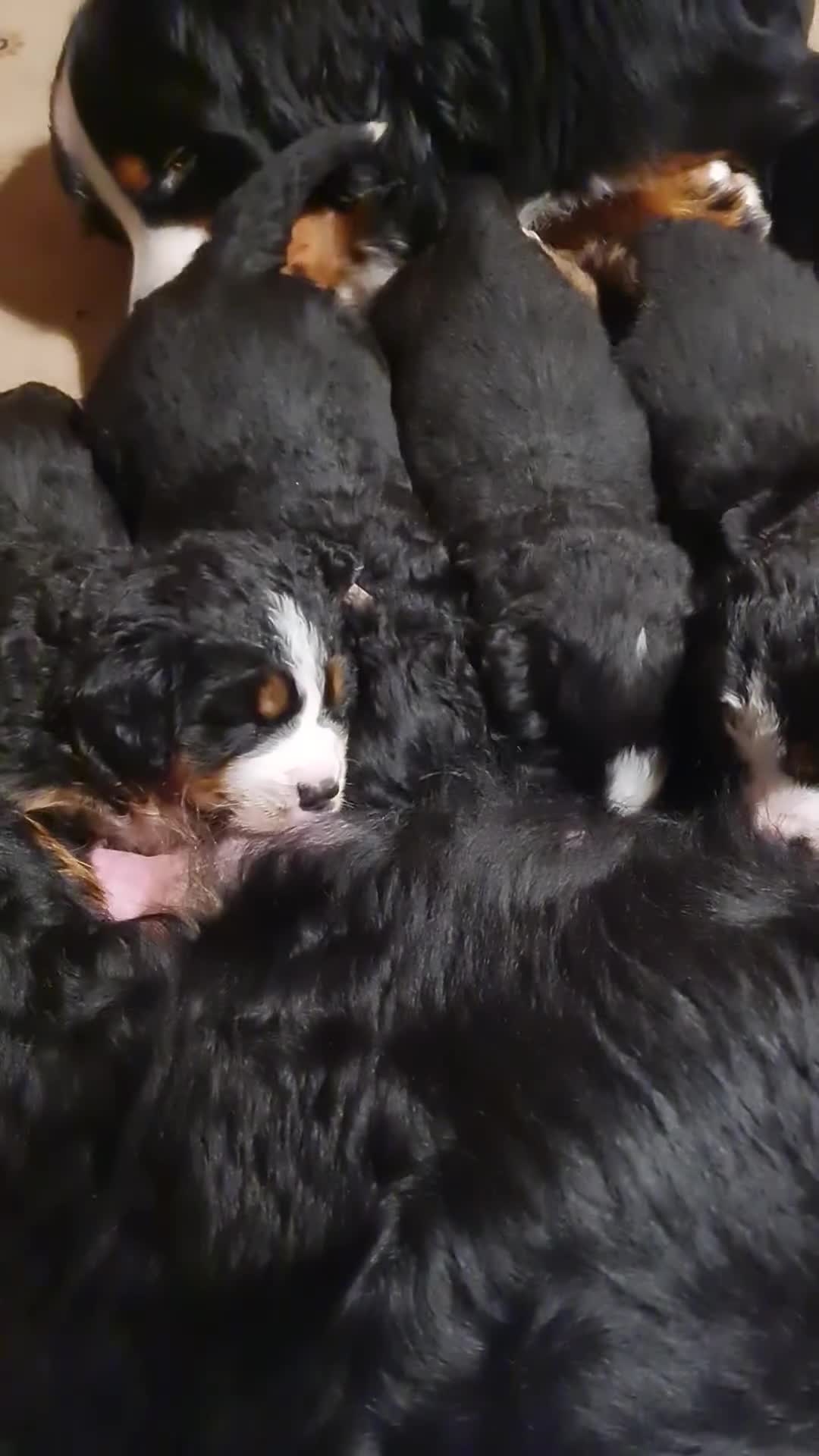 Bernese Mountain Dog dogs for stud: Proven KC registered Bernese Mountain Dog for Stud - Video 3