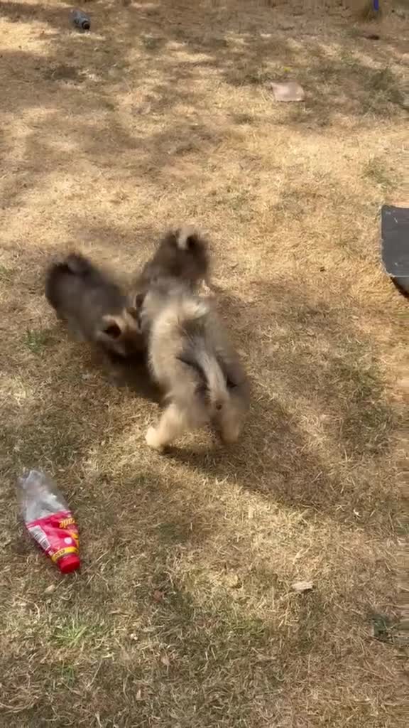 Pomeranian dogs for sale: Little pomeranian puppies  - Video 1