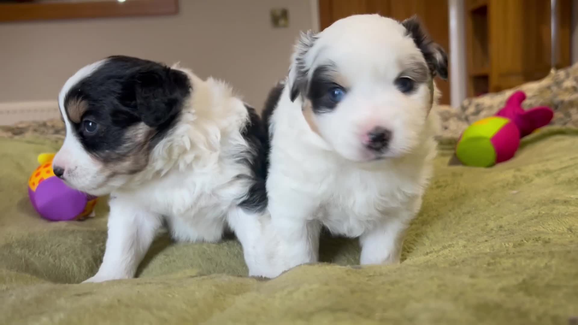 Australian Shepherd dogs for sale: Rare Mini Australian Shepherd puppies- show line. - Video 2