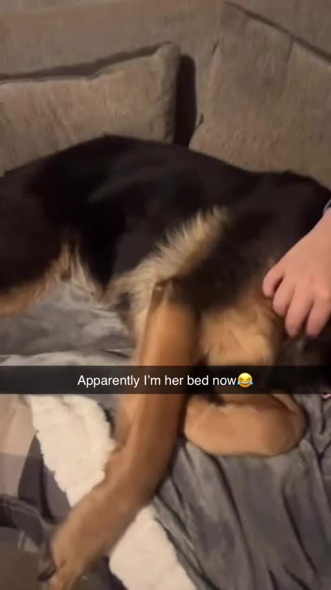 German Shepherd dogs for sale: Luna 8 years old - Video 2