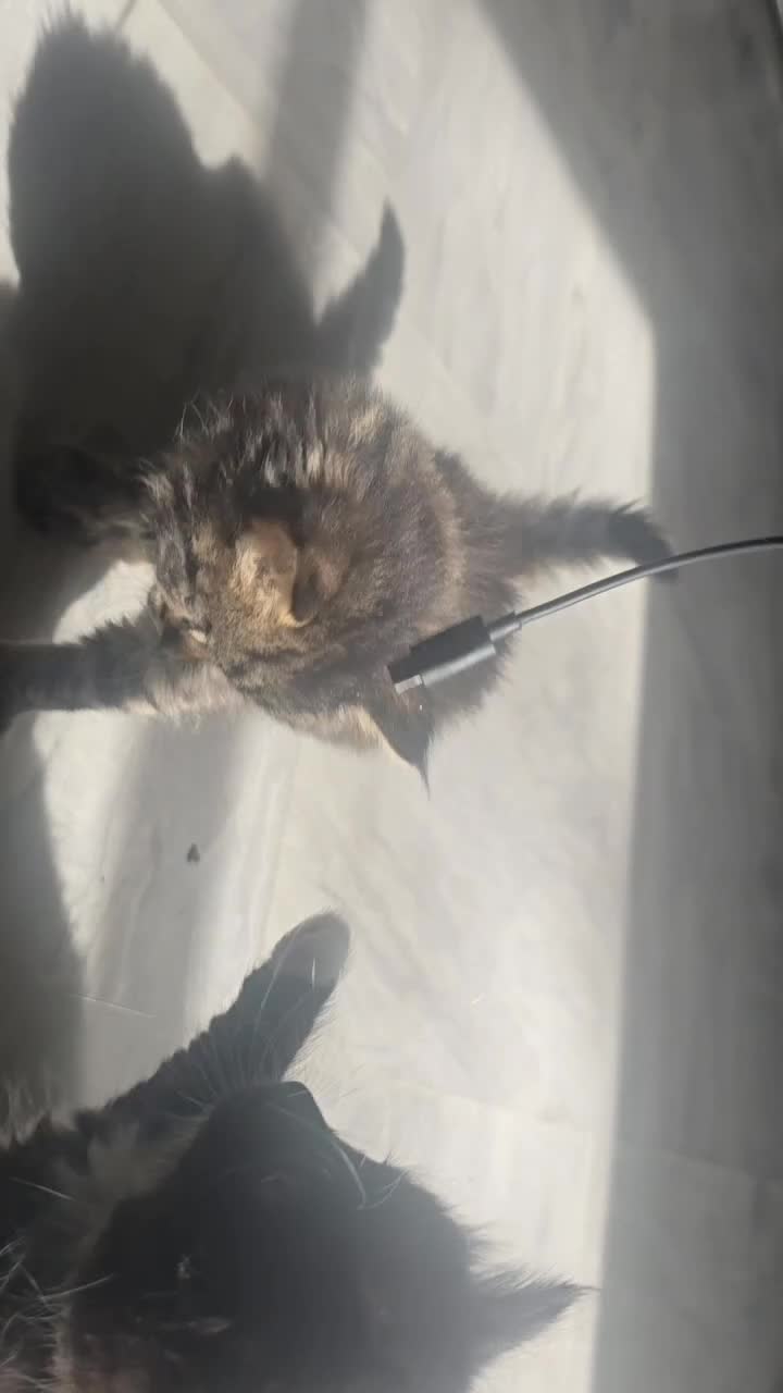 Mixed Breed cats for sale: Gorgeous kittens  - Video 1