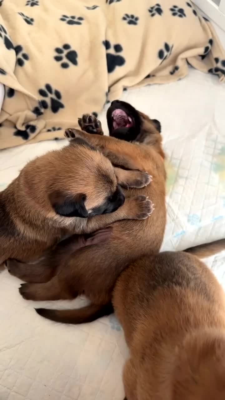 Belgian Shepherd Dog dogs for sale: Belgian Malinois Puppies  - Video 1