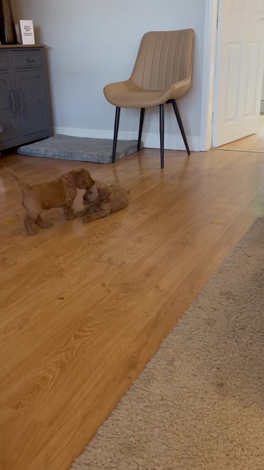 Double Doodle dogs for sale: Doubledoodle - Video 4