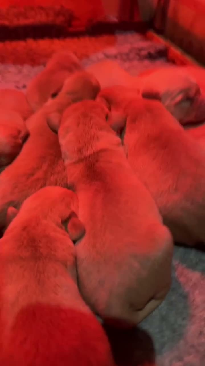 Labrador Retriever dogs for sale: Beautiful Fox Red Labrador retriever puppies  - Video 1