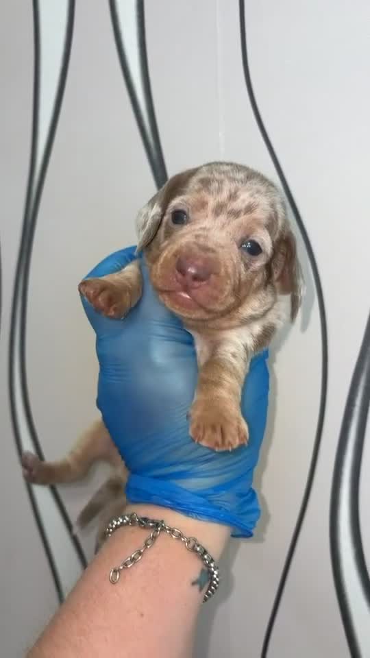Miniature Dachshund dogs for sale: 4 gorgeous boys looking for their forever homes  - Video 1