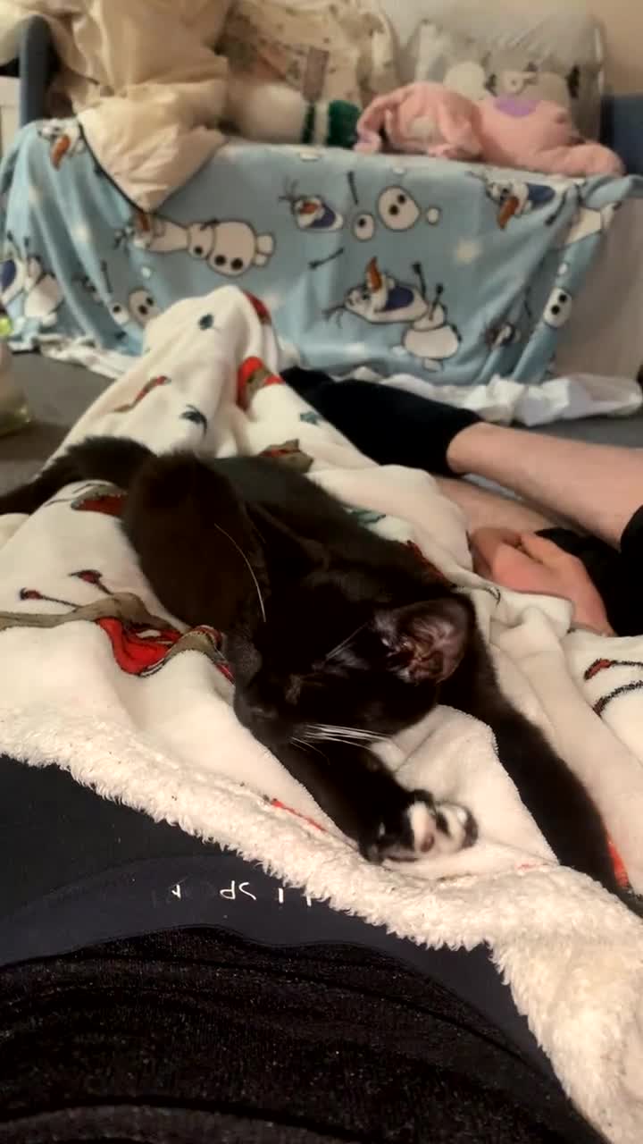 Mixed Breed cats for sale: Black and white cat boy cat tree goes with him - Video 2