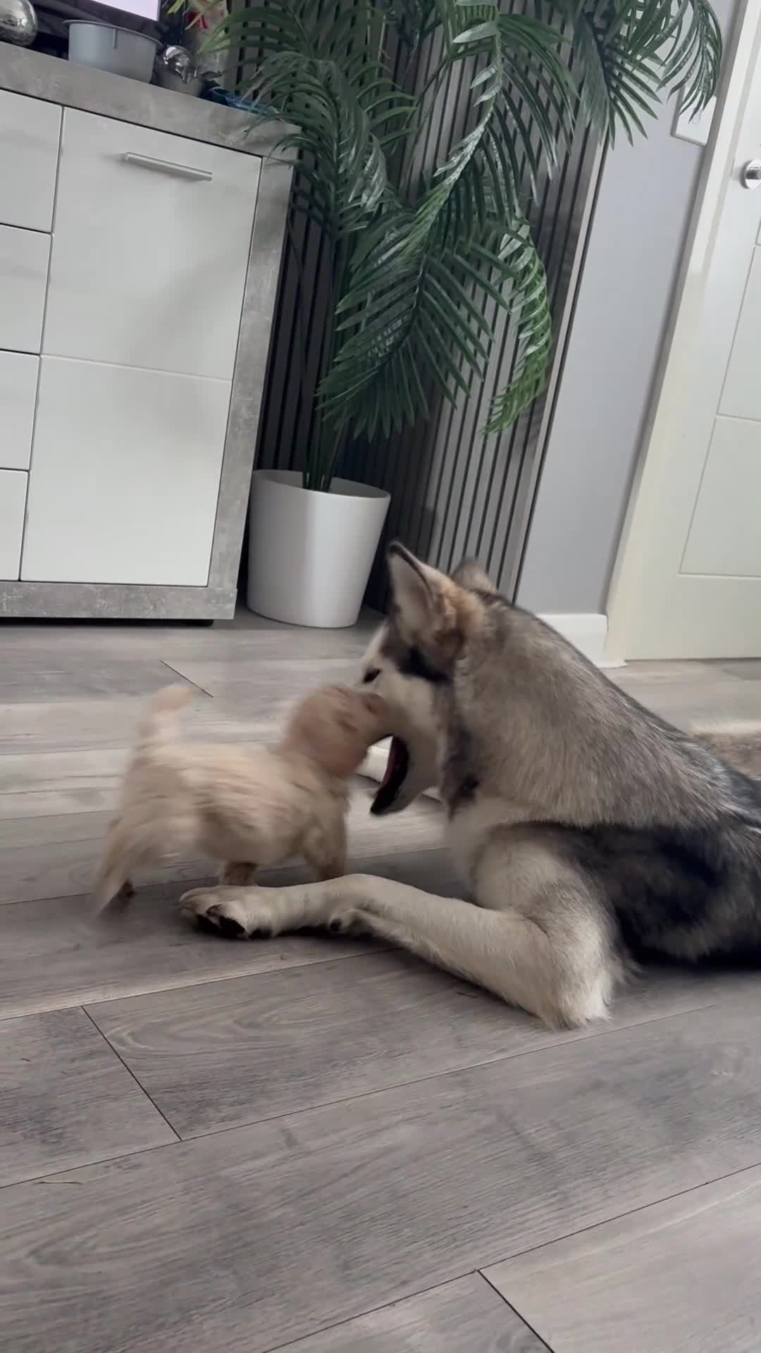 Cavapoochon dogs for sale: Lovely puppies looking for good home  - Video 1
