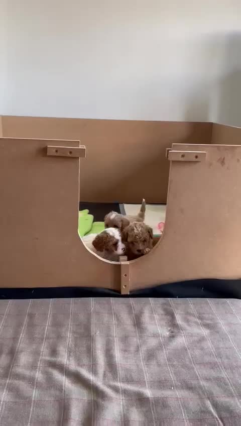 Cavapoo dogs for stud: Proven Toy Cavapoo Stud Extensively Health Checked in Preston - Video 1