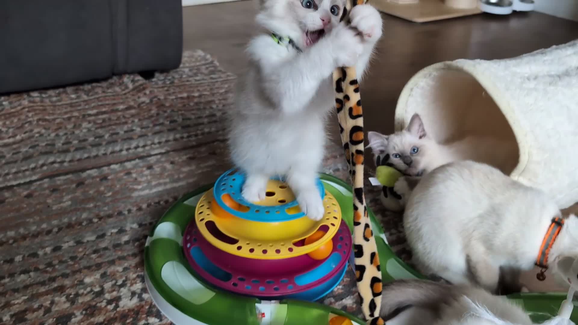 Ragamese cats for sale: 🐾💎Ragdoll X Siamese (Ragamese) Kittens💎🐾 - Video 1