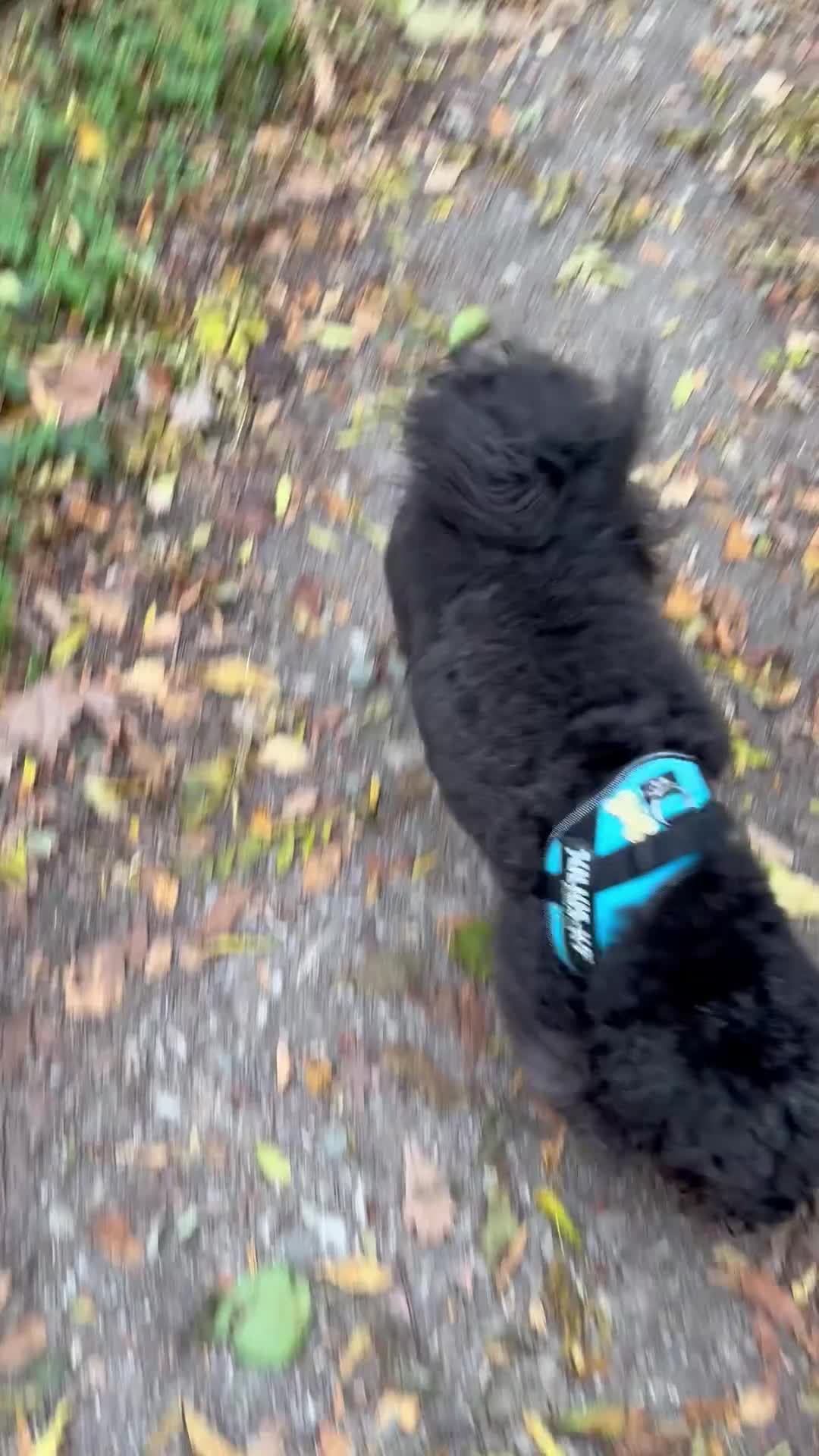 Cavapoochon dogs for stud: For Stud - Handsome Cavapoochon Boy Available - Video 1