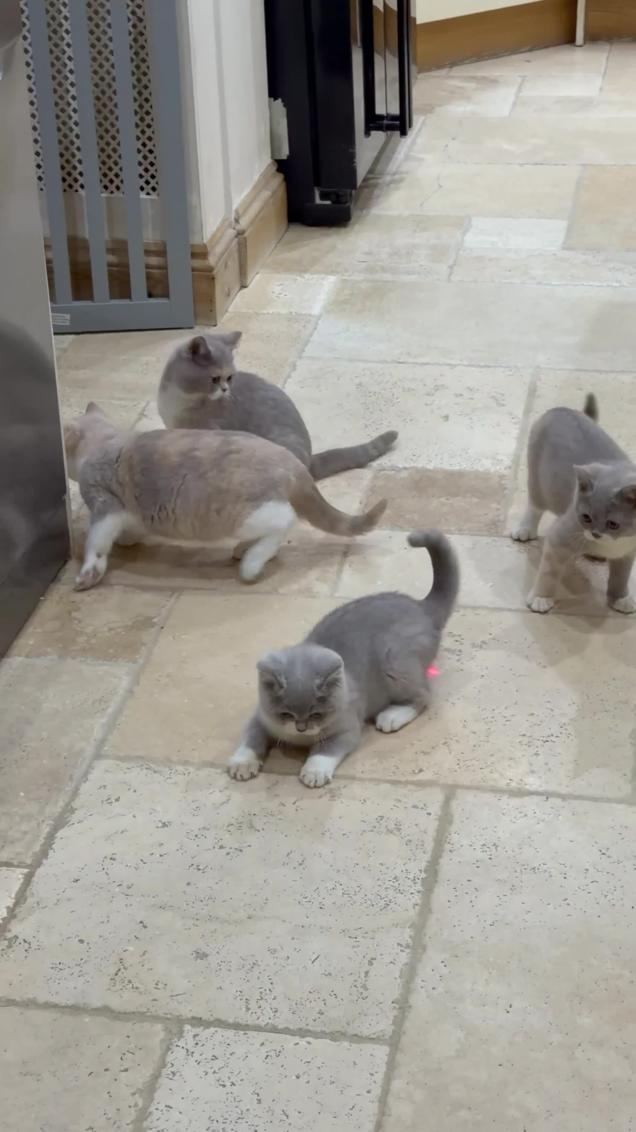 British Shorthair cats for sale: 😽Full Pedigree Registered BSH🌷Trusted Breeder - Video 3