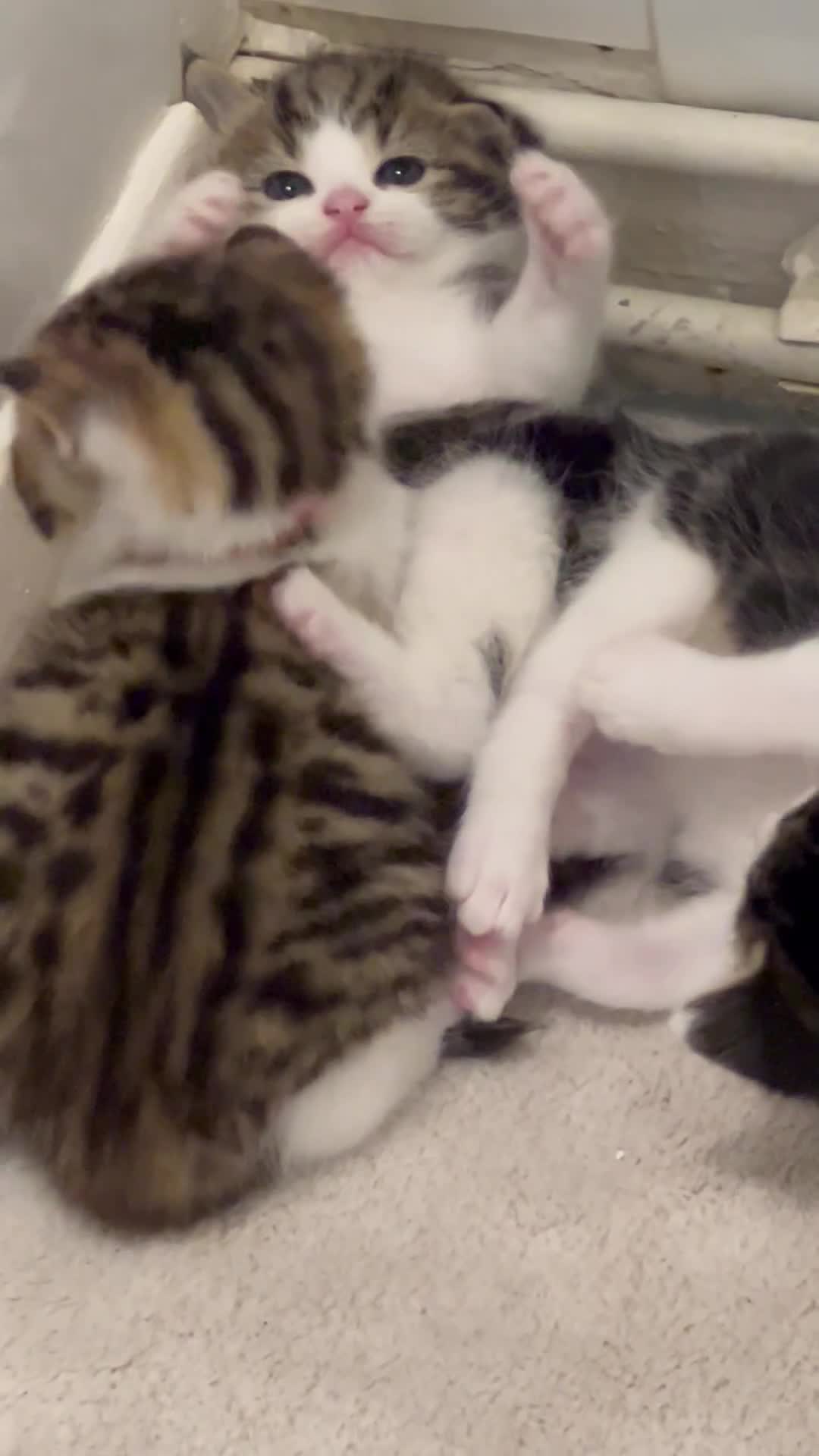 Mixed Breed cats for sale: READY NOW, 3 BEAUTIFUL TABBY BOYS (with Bengal)  - Video 1