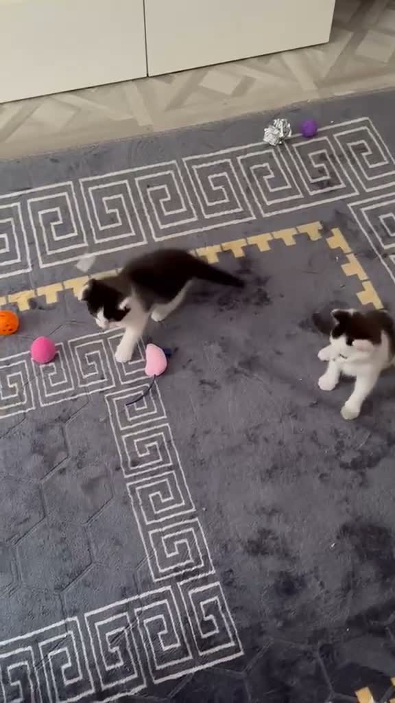 Mixed Breed cats for sale: Ragdoll Cross Kittens — Healthy & Friendly - Video 4