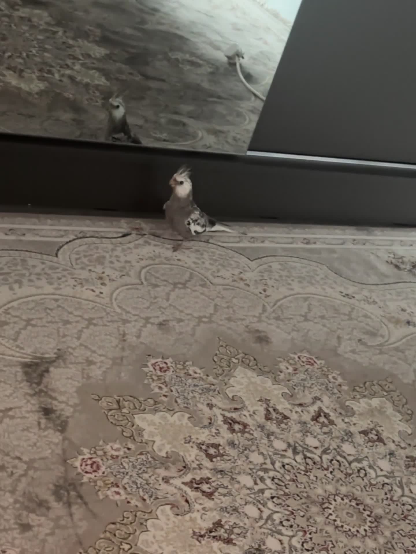 Cockatiels birds for sale: Beautiful young male cocktail - Video 3