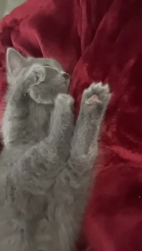 British Shorthair cats for sale: British Blue Shorthair  - Video 1