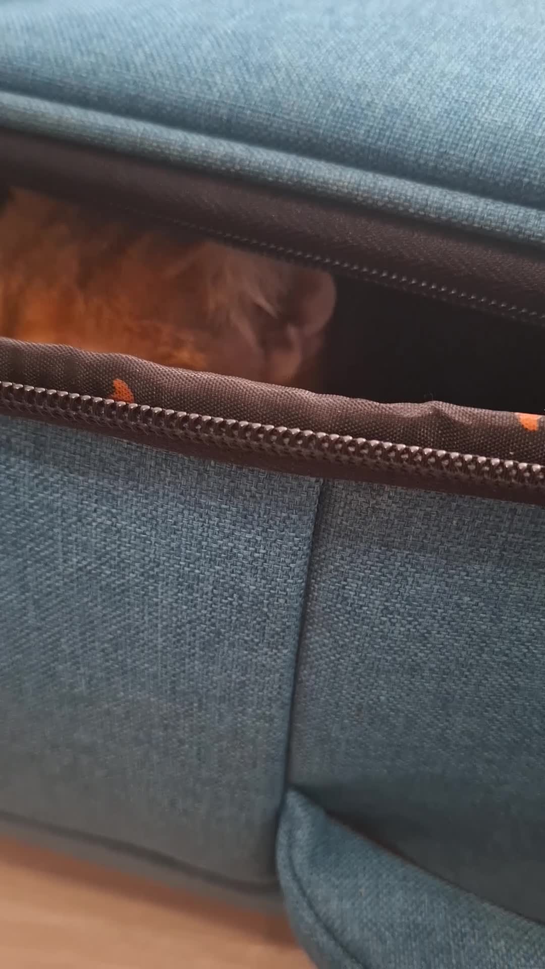 British Shorthair cats for sale: Golden british short hair black tip - Video 2