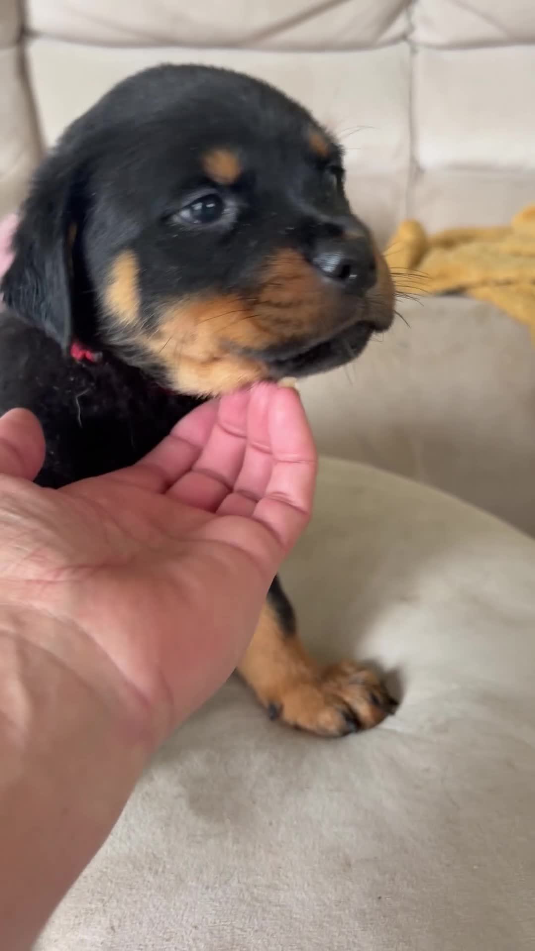Rottweiler dogs for sale: Stunning litter of Rottweiler babies  - Video 1