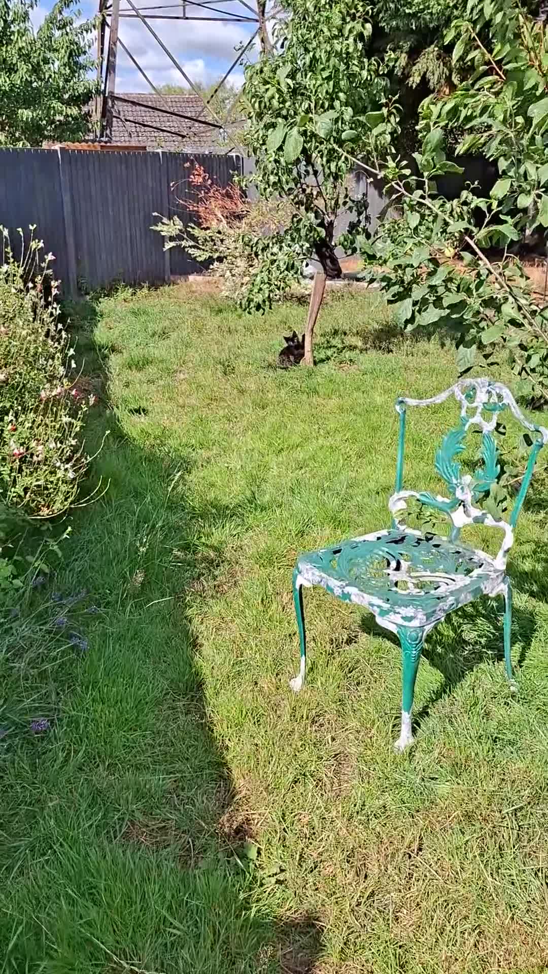 Mixed Breed cats for sale: Calling all witches and black cat lovers! - Video 1