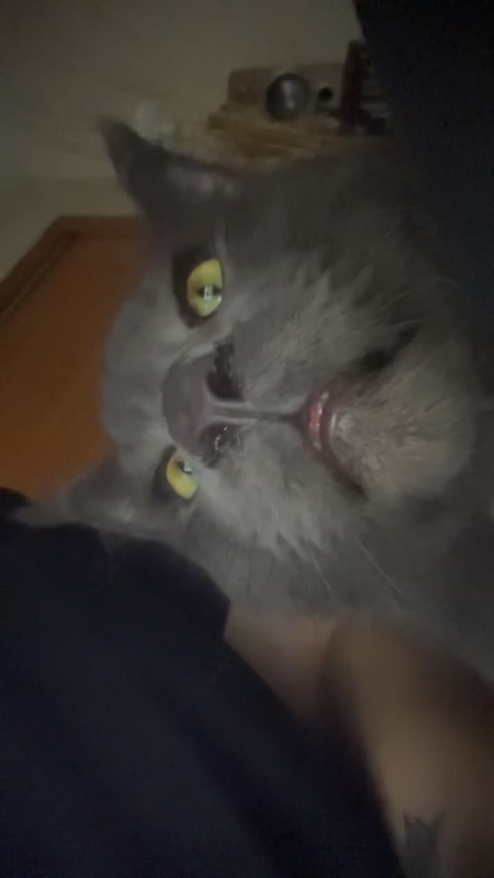 Maine Coon cats for sale: Maincoon  - Video 1