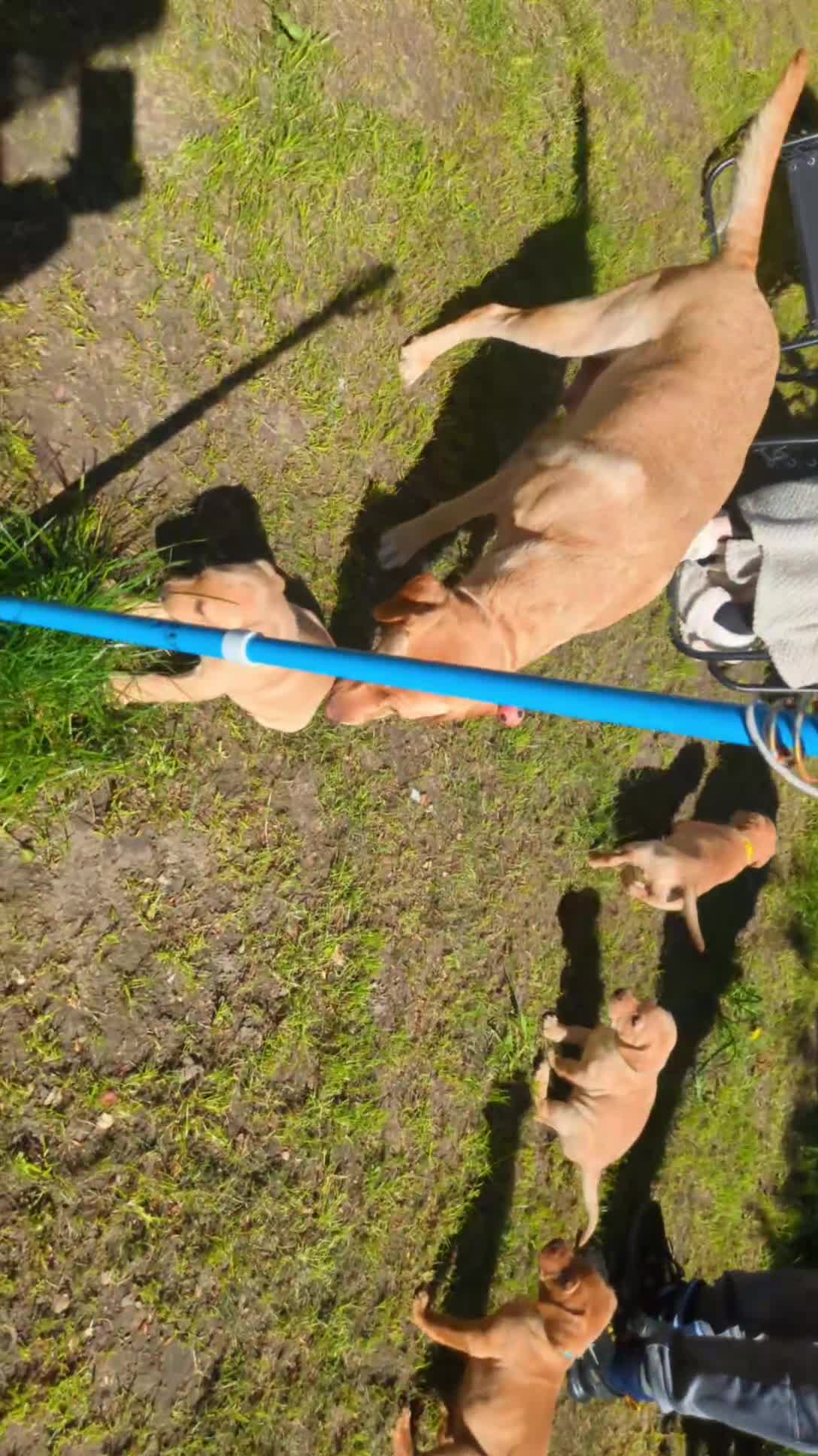 Labrador Retriever dogs for sale: 10 Chunky Labrador puppies fox red/ yellow - Video 1