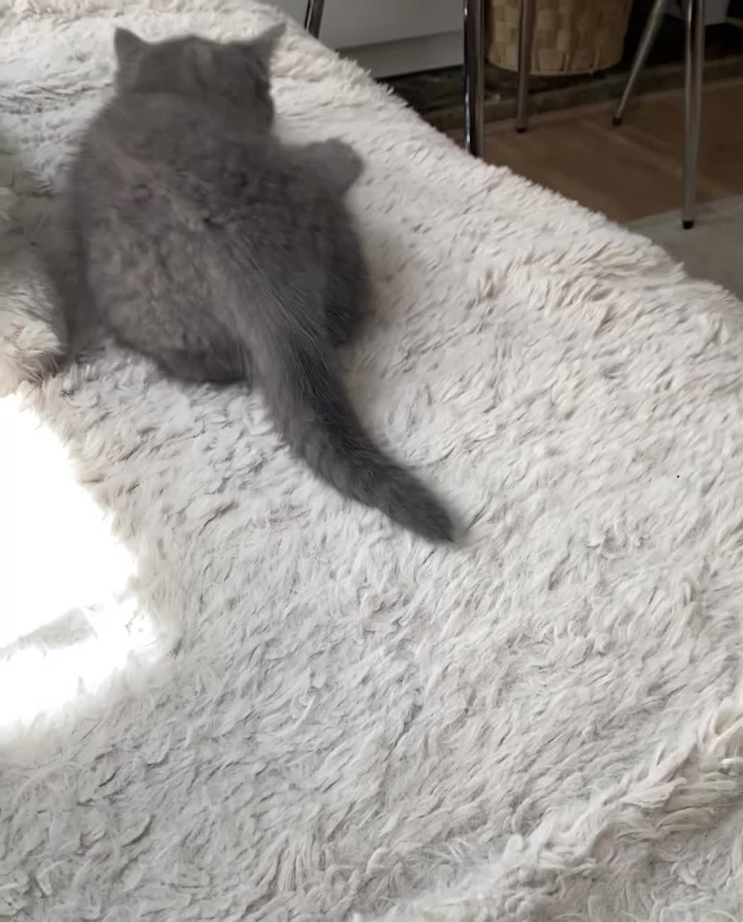 British Shorthair cats for sale: British shorthair kittens  - Video 1