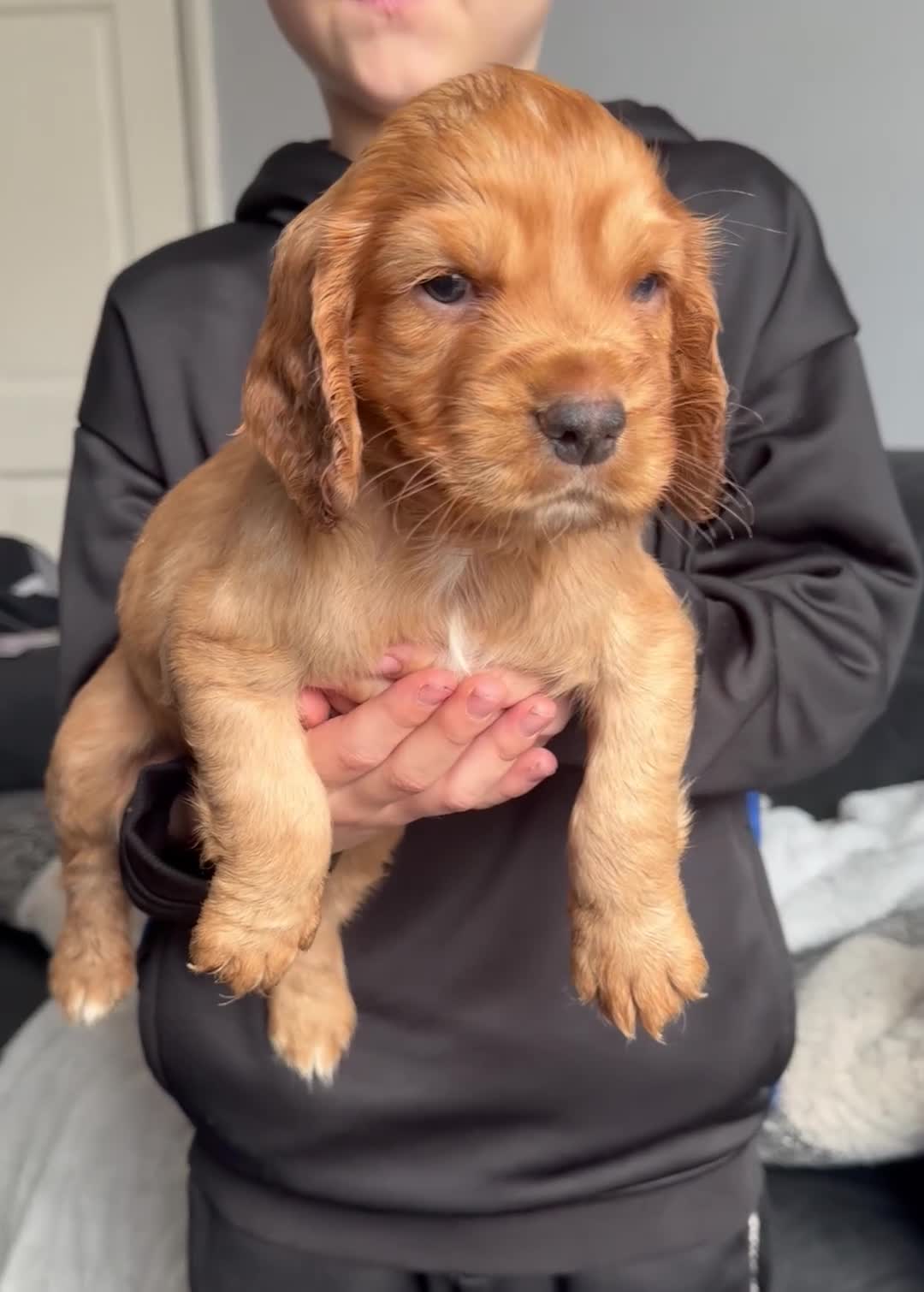 Cocker Spaniel dogs for sale: Working Cocker spaniels  - Video 1