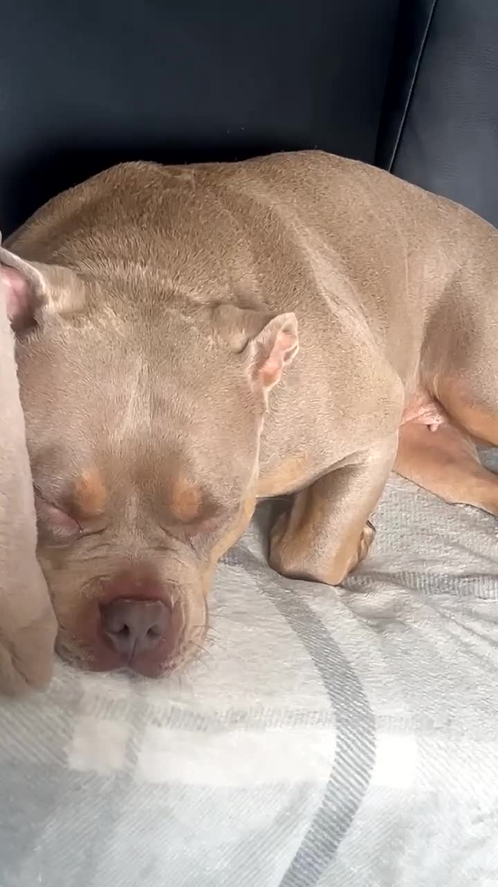 Mixed Breed dogs for sale: pocket bully  in Huddersfield - Video 3