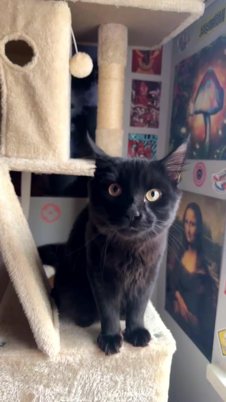 Mixed Breed cats for sale: Morpheus, BSH X Maine coon for sale  - Video 2