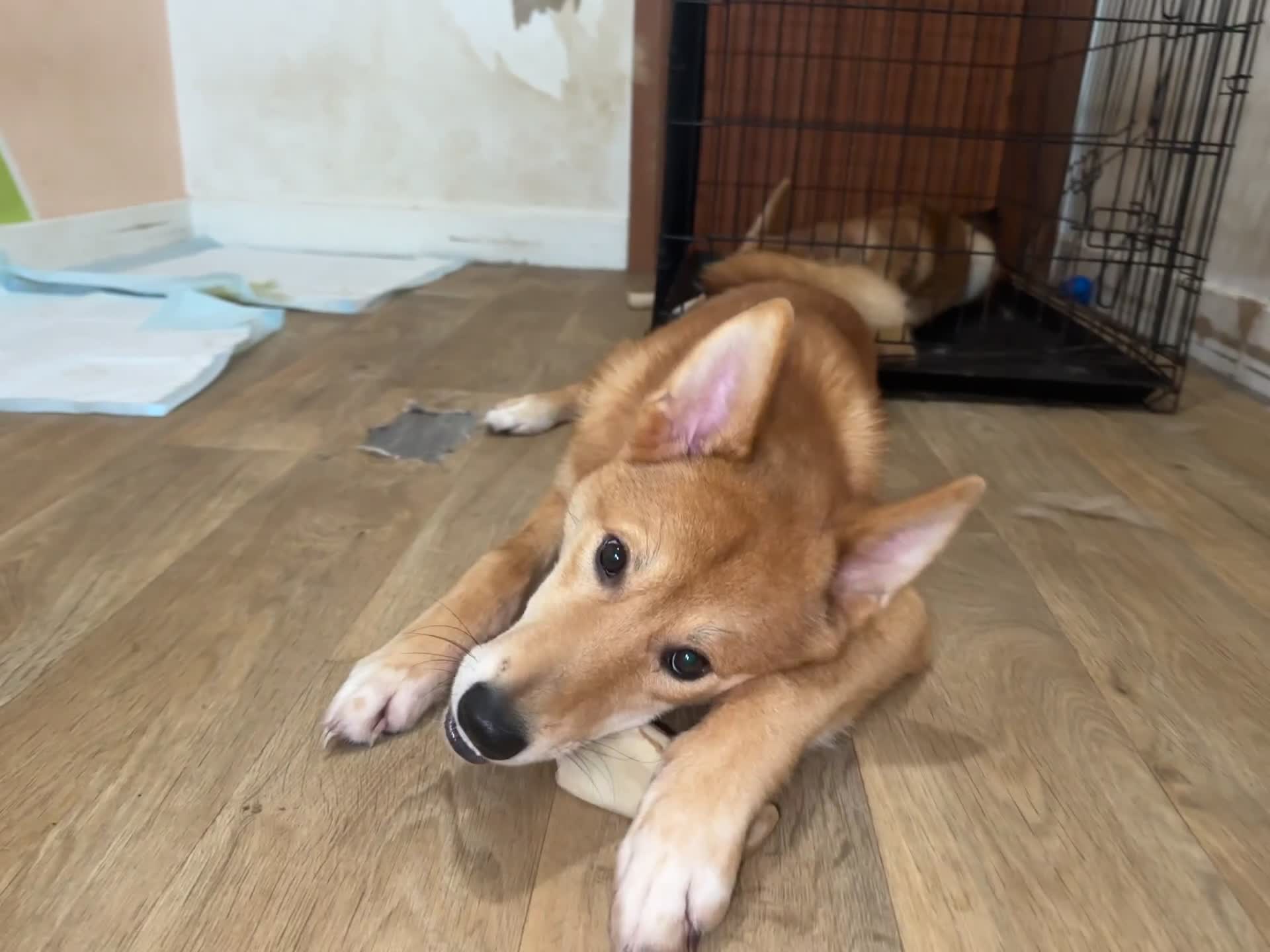 Mixed Breed dogs for sale: Japanese Akita x Puppies Ready for Loving Homes - Video 1