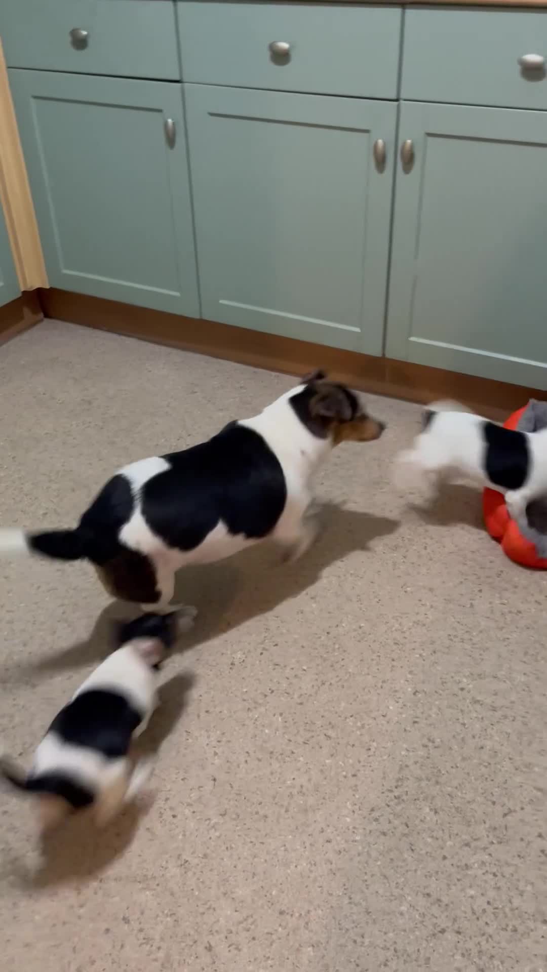 Jack Russell dogs for sale: Tri-coloured Jack Russell pups for sale  - Video 1