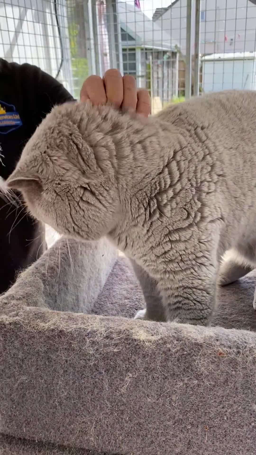 British Shorthair cats for stud: Cocobrownie Barley lilac stud to select females  - Video 1