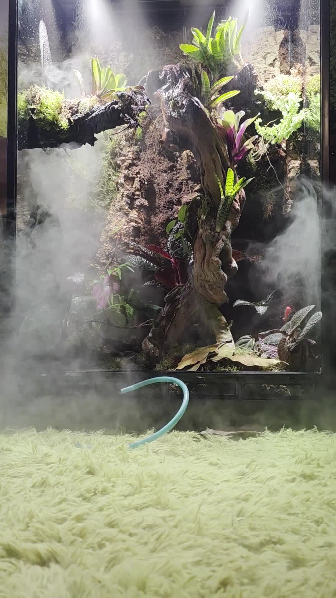 Mixed Breed reptiles for sale: established bioactive vivarium for sale. - Video 1