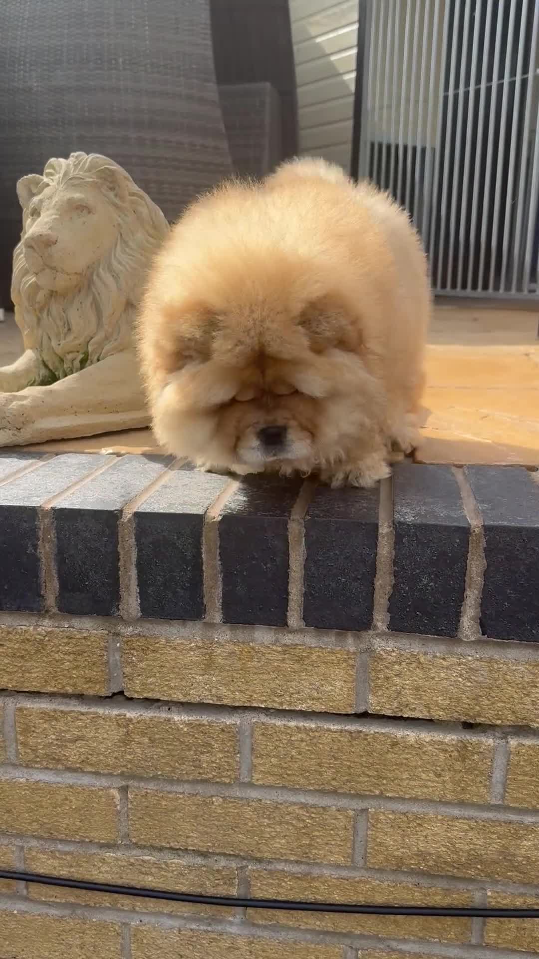 Chow Chow dogs for sale: MALE CHOW CHOW REAVAILABLE  - Video 3