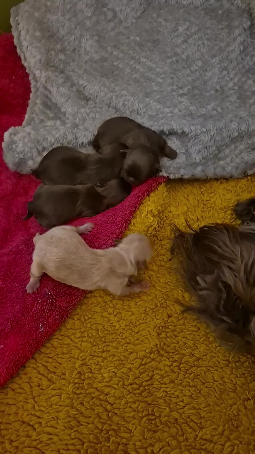 Shih Tzu dogs for sale: Shi tzu - Video 1