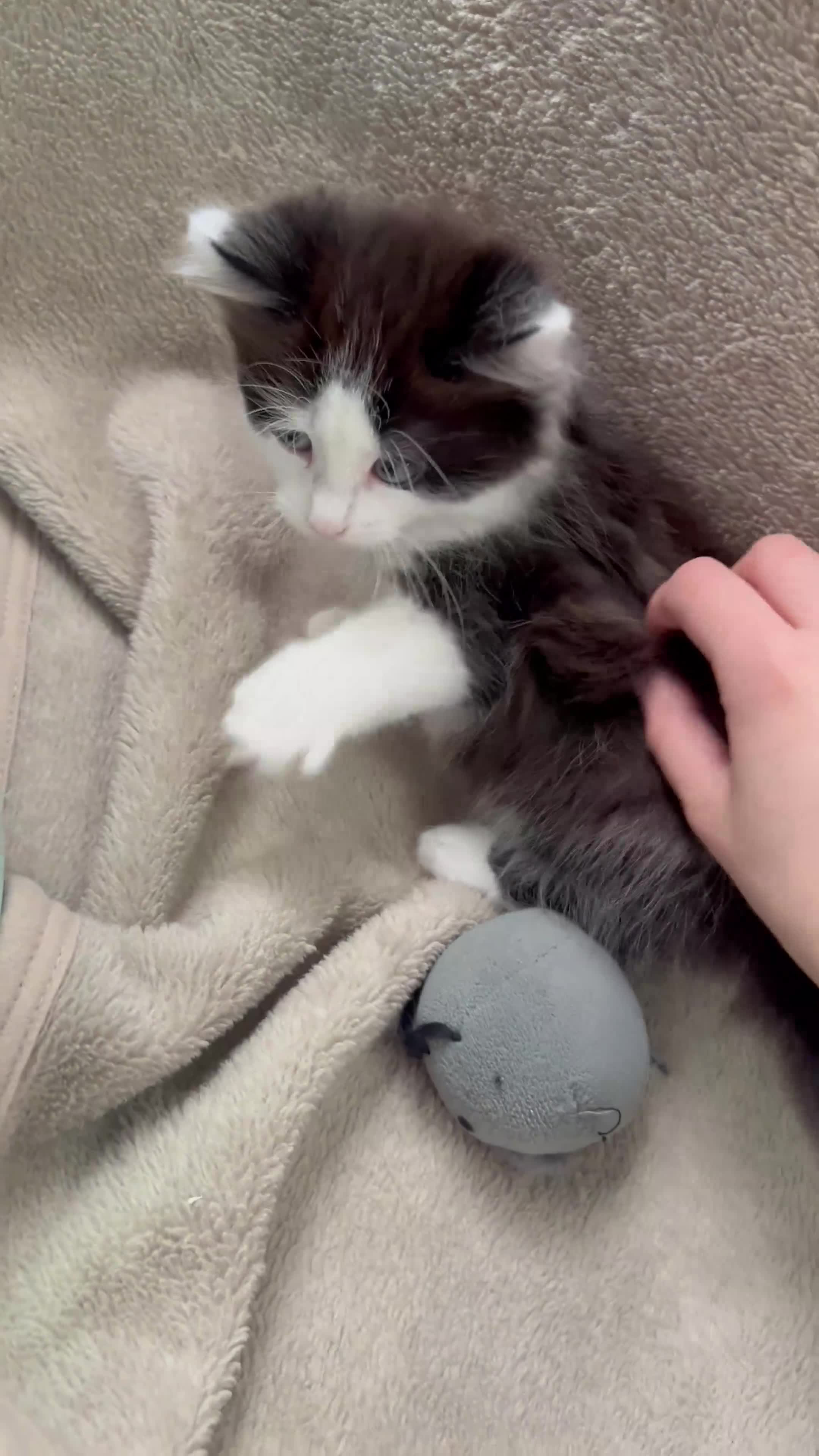 Mixed Breed cats for sale: Beautiful fluffy Russian blue mixed breed kitten - Video 3